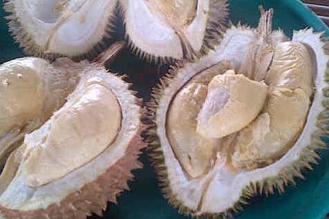  FESTIVAL PERTANIAN BALI: Pamerkan Tanaman Kaktus, Krisan dan Buah